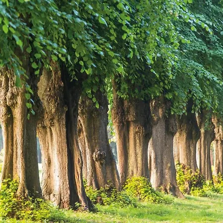 In Mit Terrasse Apartment Zingst